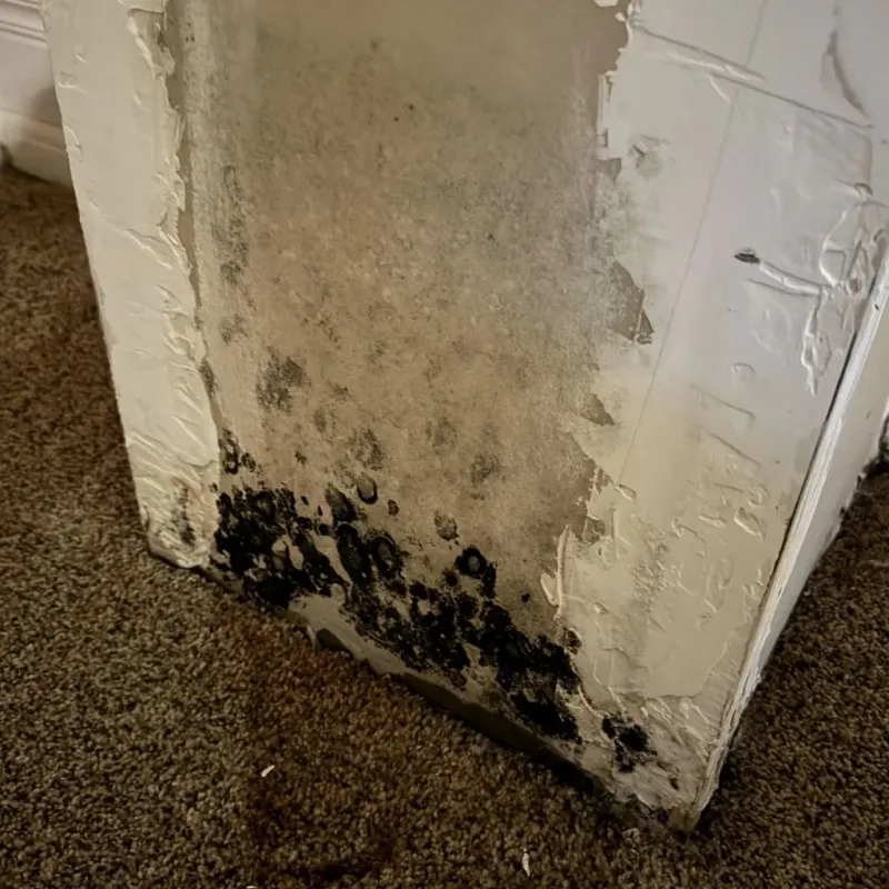 Professional Mold Removal in Weissport East, PA